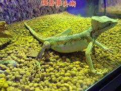 -西安曲江海洋极地公园