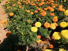 -松山湖梦幻百花洲
