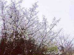 -上海滨江森林公园