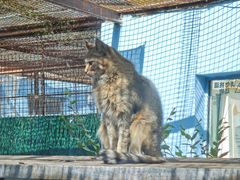 -青藏高原野生动物园