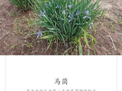 -敕勒川草原
