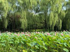 -东升八家郊野公园