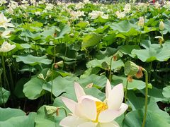 -莲花池公园