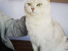 -喵屿·大理花园猫咖