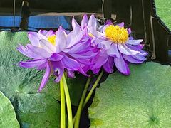 -国家植物园南园