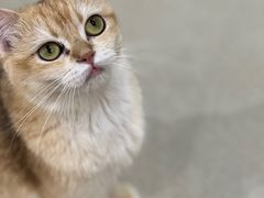 -藏猫猫咖啡主题馆(中央大道店)