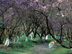 -西溪国家湿地公园