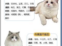 -Bastet sally猫舍购宠(静安店)