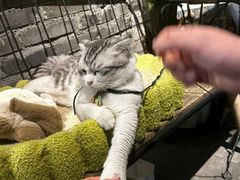 -楼上猫咖(罗湖店)