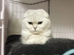 -瑞鹏瑞爱宠物医院·全科·猫科·血液透析中心(龙头寺店)