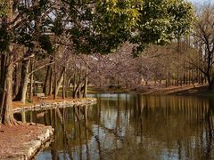 -上海共青森林公园