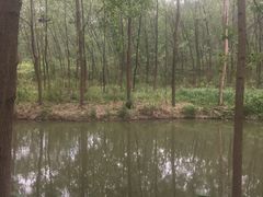 -合肥滨湖国家森林公园