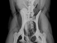 -佳雯宠物医院·皮肤科·内外科(春晓路分院)