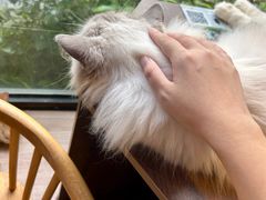 -豆逗聊愈猫阁Easy Life