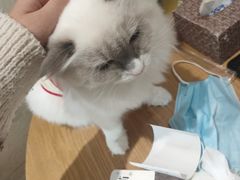-藏猫猫咖啡主题馆(中央大道店)