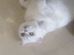 -藏猫猫咖啡主题馆(中央大道店)