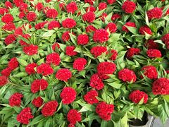 -拿渡麻辣香锅(管庄店)