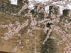 -桃花堤公园