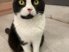 -猫儿山۰猫主题餐厅