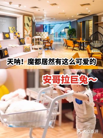 oh my god！魔都居然有这么可爱的安哥拉巨兔～