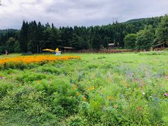 -武陵山森林公园