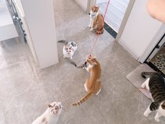 -瑞派福兴宠物医院犬猫全科·骨科·中西医结合(河东店)