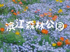 -上海滨江森林公园