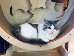 -more than meow吴止猫主题餐厅(承德 中船汇店)