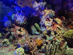 -上海海洋水族馆