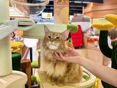 -帕帕拉兹宠物(亚洲旗舰店)