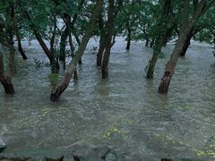-宝安西湾红树林湿地公园