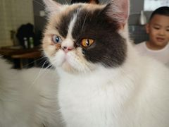 -平行世界·猫咖(首经贸店)