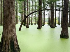 -渌洋湖湿地公园