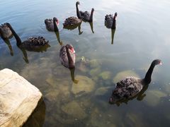 -长春市南湖公园