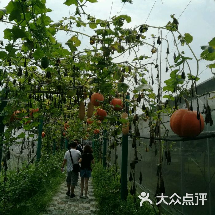 马陆葡萄主题公园图片-北京采摘/农家乐-大众点评网