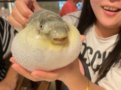 -肆月河豚·新淮扬(金融街店)