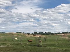 -乌兰布统景区-白桦林