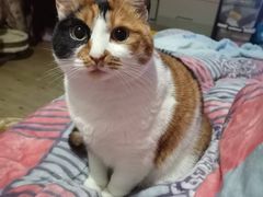 -艾贝尔宠物诊疗