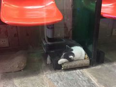 -猫咪博物馆(顶澳仔猫街店)