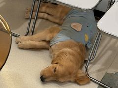 -共舞时光猫咖·狗咖(新街口店)