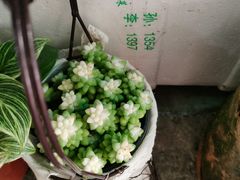 -循礼门鲜花花市(武汉循礼门店)
