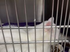 -安安宠医宠物医院·异宠·犬猫内科(岳阳分院)