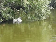 -迎春桥老炉烧饼(碧霞路店)