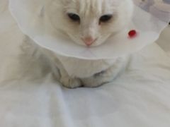 -美联众合宠物医院·爱萌分院·内外科·猫科中心