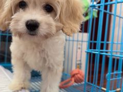 -翊宠yipet猫狗购宠庄园犬舍•猫舍