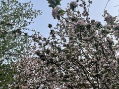 -洛阳市隋唐城遗址植物园