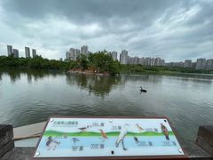 -五缘湾湿地公园