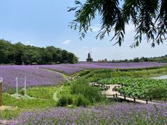 -大塘金香草谷