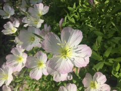 -合肥滨湖国家森林公园