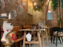 -豆逗聊愈猫阁Easy Life